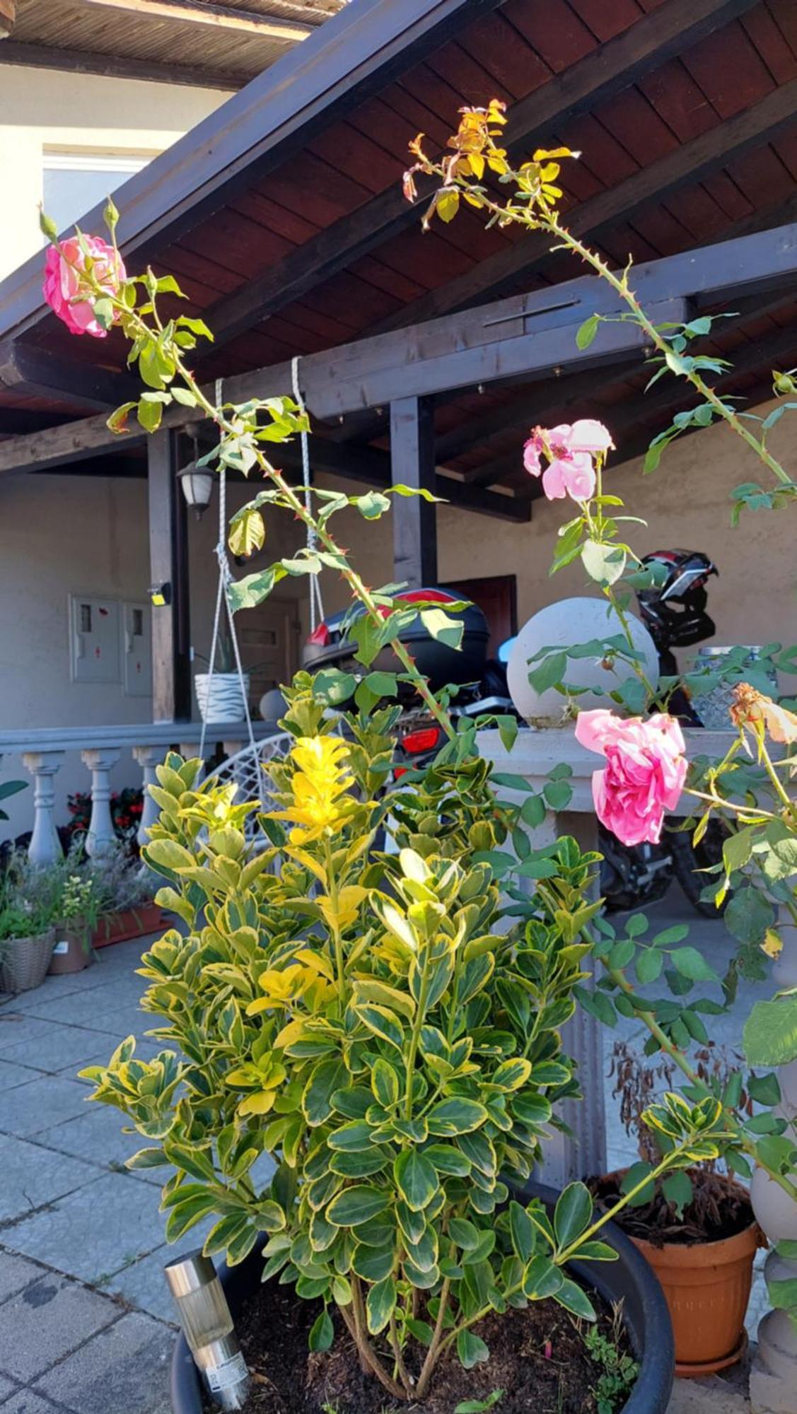 Kod Ane Apartment Belavici ภายนอก รูปภาพ