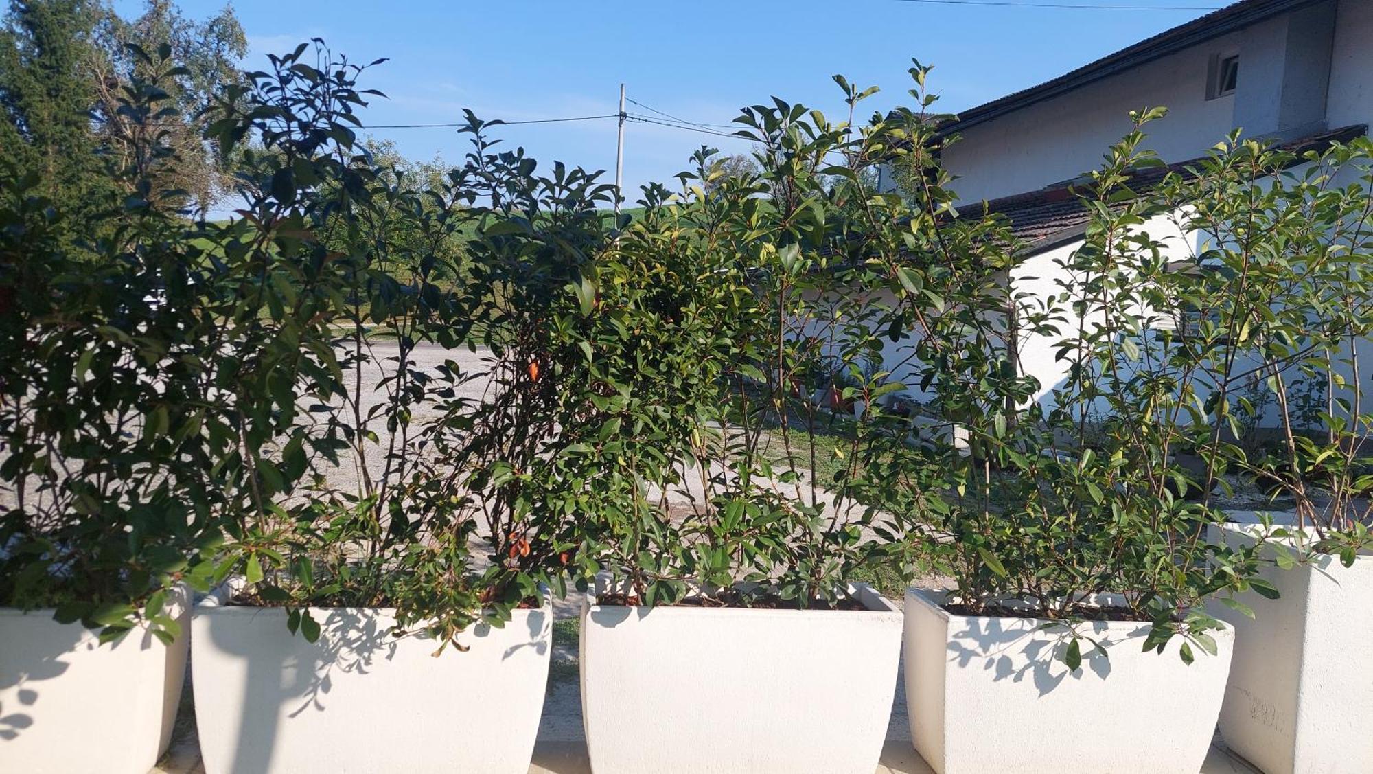 Kod Ane Apartment Belavici ภายนอก รูปภาพ